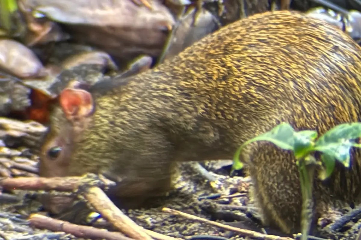 Aguti sucht auf dem Waldboden zwischen Laub und Zweigen nach Futter