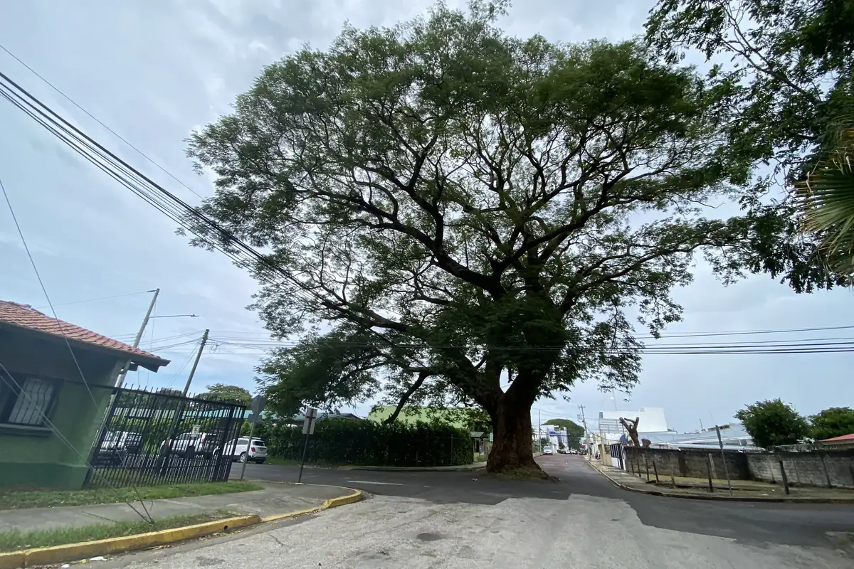 Großer schattenspendender Baum an einer ruhigen Dorfstraße
