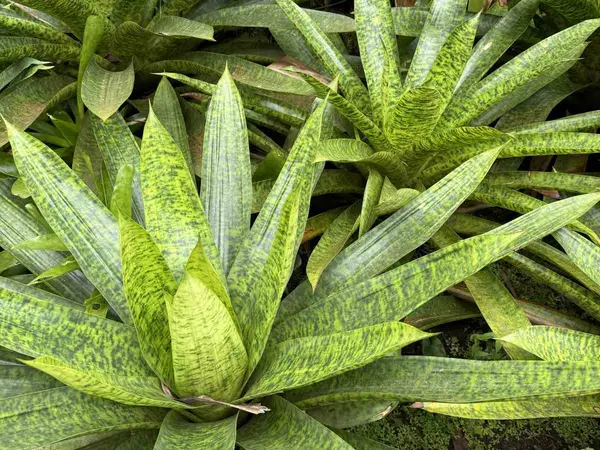 Dicht wachsende grün gesprenkelte Bromelien im Regenwald