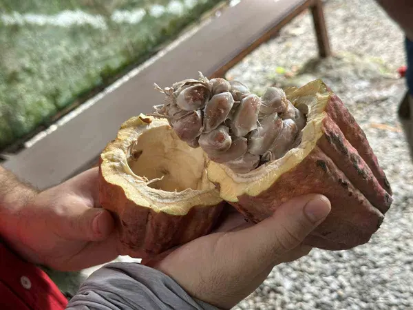 Hand hält eine aufgebrochene Kakaofrucht mit weißen Kakaobohnen