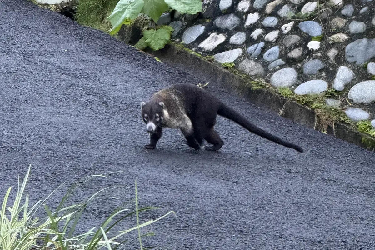 Nasenbär überquert eine Straße am Hang
