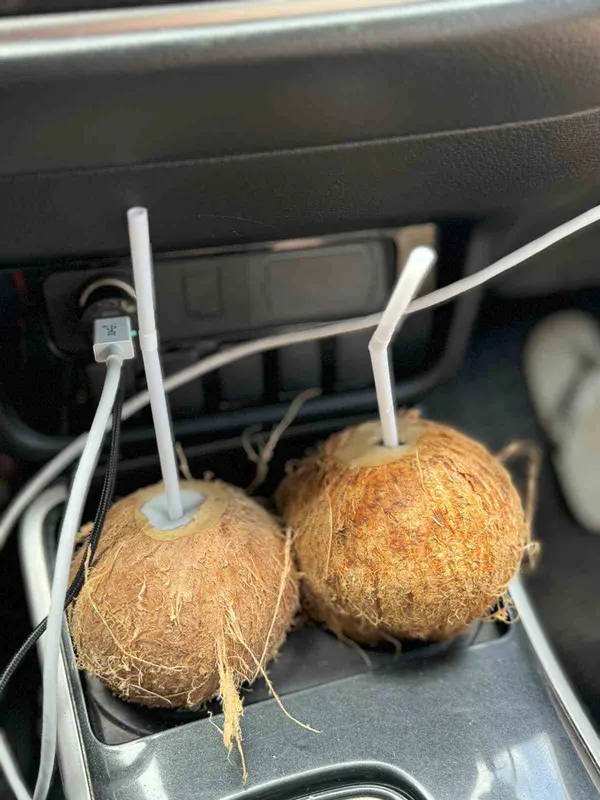 Zwei frische Trinkkokosnüsse mit Strohhalm im Getränkehalter eines Autos