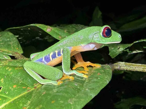 Grüner Rotaugenlaubfrosch mit blau-gelben Flanken sitzt nachts auf einem Blatt