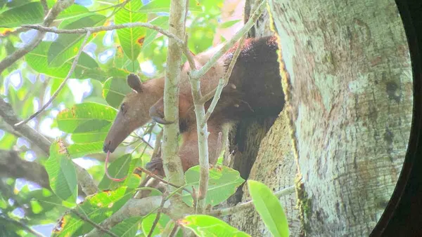 Tamandua schaut aus einer Baumhöhle, durch ein Fernrohr fotografiert